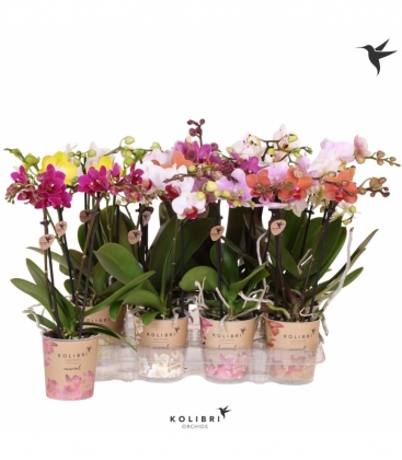 Phalaenopsis