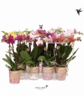 Phalaenopsis