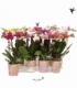 Phalaenopsis