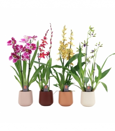 Orchids