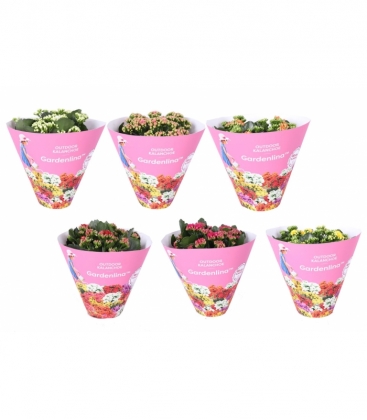 Kalanchoe