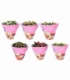 Kalanchoe