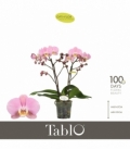Phalaenopsis