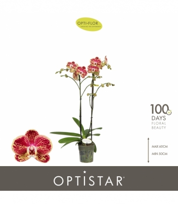 Phalaenopsis
