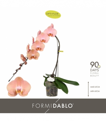 Phalaenopsis