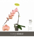 Phalaenopsis