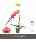 Phalaenopsis