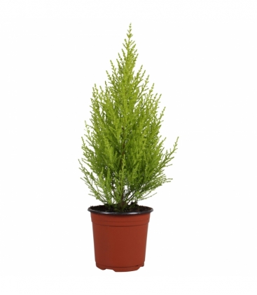 Cupressus