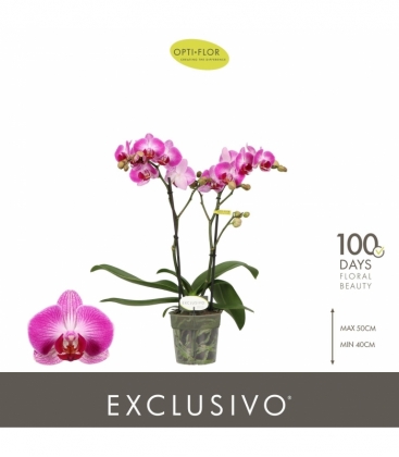 Phalaenopsis
