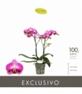 Phalaenopsis
