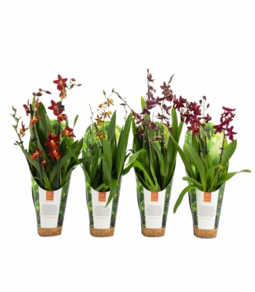 OrchideeÃ«n