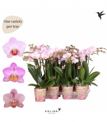 Phalaenopsis