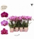Phalaenopsis