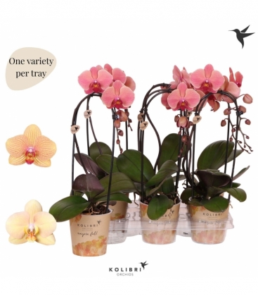 Phalaenopsis