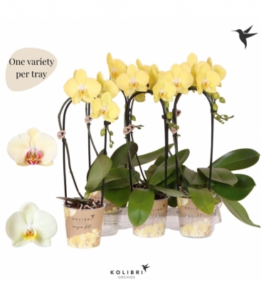 Phalaenopsis