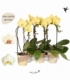 Phalaenopsis