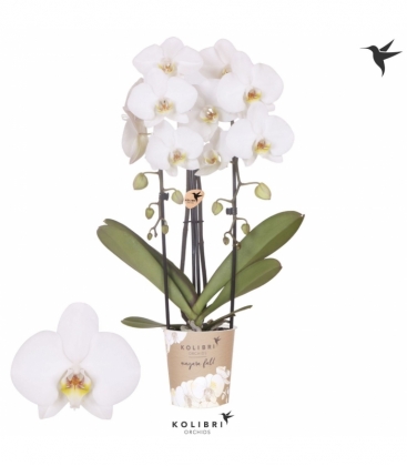 Phalaenopsis