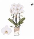 Phalaenopsis