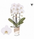 Phalaenopsis