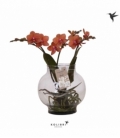 Phalaenopsis