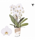Phalaenopsis