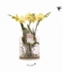 Phalaenopsis