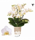 Phalaenopsis