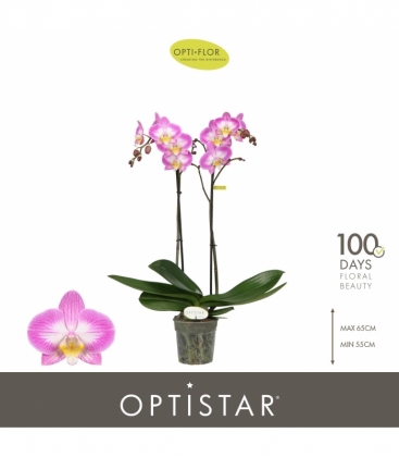 Phalaenopsis
