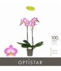 Phalaenopsis