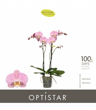 Phalaenopsis