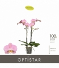 Phalaenopsis