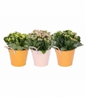 Kalanchoe