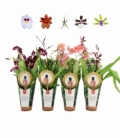 Orchids