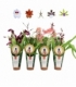 Orchids