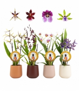 Orchids