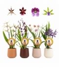 Orchids