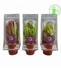 Sarracenia