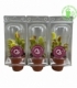 Dionaea