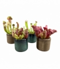Sarracenia