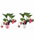 Medinilla