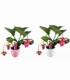 Medinilla