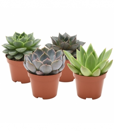 Echeveria