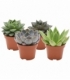 Echeveria
