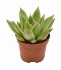 Echeveria