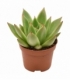 Echeveria