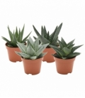 Aloe