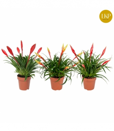Vriesea