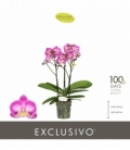 Phalaenopsis