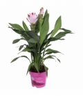 Curcuma