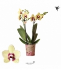 Phalaenopsis